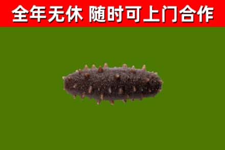 炉霍县回收海参干
